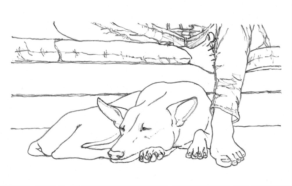 Dogs: José Euzébio Costa Silveira