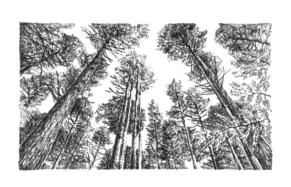 Trees: José Euzébio Costa Silveira