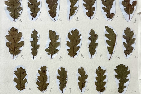 Foreign Languages: Homages to the Misunderstood: Brigitte Potter-Mael